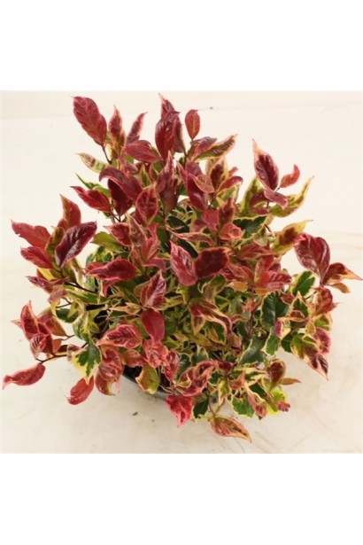 Саженец Леукотое Фаерстар